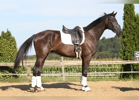 Oldenburger, Wallach, 8 Jahre, 173 cm, Rappe