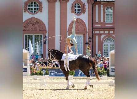 Oldenburger, Wallach, 8 Jahre, 174 cm, Rappe