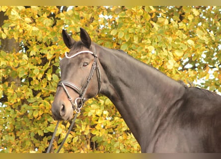 Oldenburger, Wallach, 8 Jahre, 178 cm, Schwarzbrauner