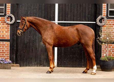 Oldenburger, Wallach, 8 Jahre, 180 cm, Dunkelfuchs