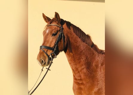 Oldenburger, Wallach, 9 Jahre, 170 cm, Fuchs