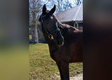 Oldenburger, Wallach, 9 Jahre, 170 cm, Rappe
