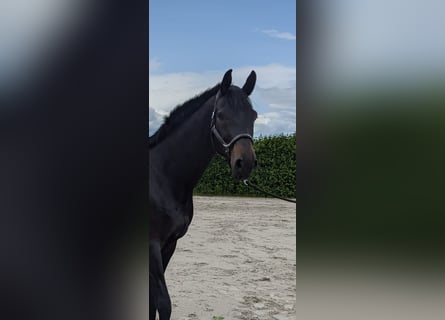Oldenburger, Wallach, 9 Jahre, 170 cm, Schwarzbrauner