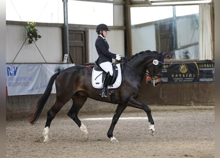 Oldenburger, Wallach, 9 Jahre, 171 cm, Dunkelbrauner