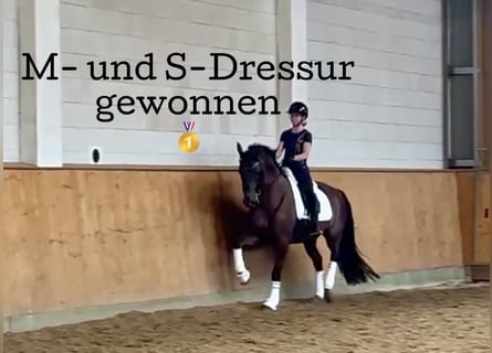 Oldenburger, Wallach, 9 Jahre, 171 cm, Dunkelfuchs