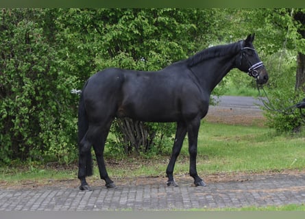Oldenburger, Wallach, 9 Jahre, 178 cm, Schwarzbrauner