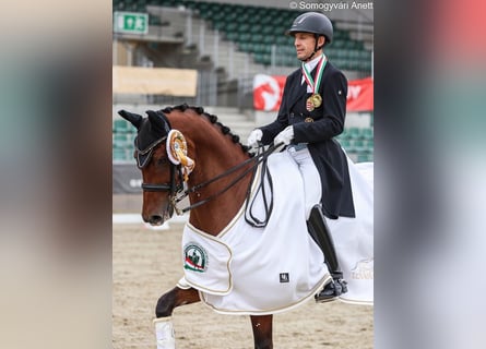 Oldenburgo, Caballo castrado, 10 años, 162 cm, Castaño rojizo