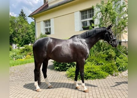 Oldenburgo, Caballo castrado, 10 años, 165 cm, Negro
