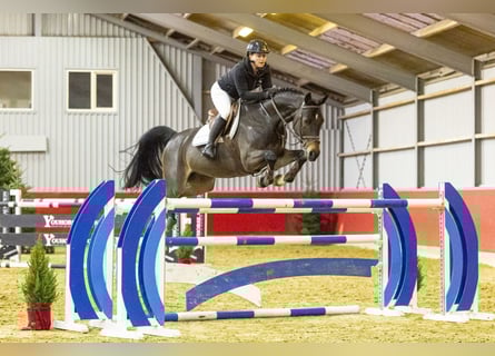 Oldenburgo, Caballo castrado, 10 años, 166 cm, Morcillo