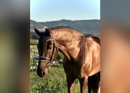 Oldenburgo, Caballo castrado, 10 años, 170 cm, Negro