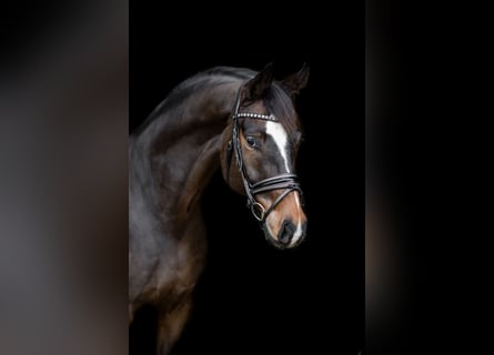 Oldenburgo, Caballo castrado, 10 años, 172 cm, Castaño oscuro