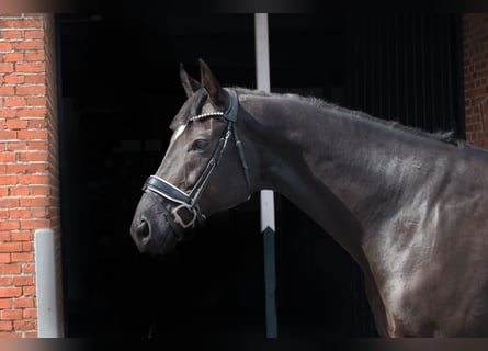 Oldenburgo, Caballo castrado, 10 años, 172 cm, Negro