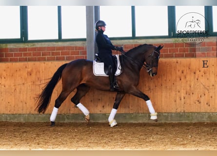 Oldenburgo, Caballo castrado, 11 años, 168 cm, Castaño oscuro
