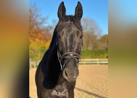 Oldenburgo, Caballo castrado, 11 años, 168 cm, Negro