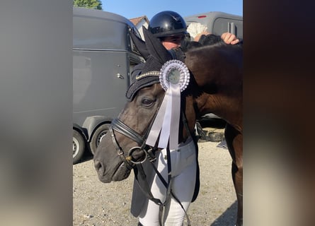 Oldenburgo, Caballo castrado, 11 años, 170 cm, Negro