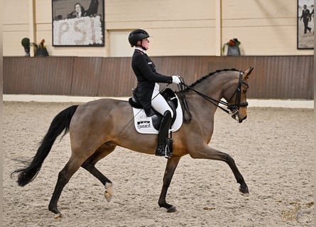 Oldenburgo, Caballo castrado, 11 años, 172 cm, Castaño