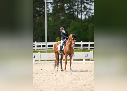 Oldenburgo, Caballo castrado, 11 años, 175 cm, Alazán