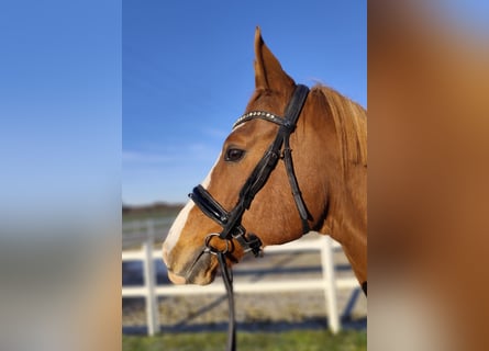 Oldenburgo, Caballo castrado, 12 años, 165 cm, Alazán