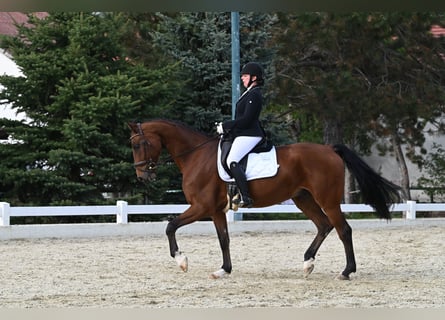 Oldenburgo, Caballo castrado, 12 años, 170 cm, Castaño