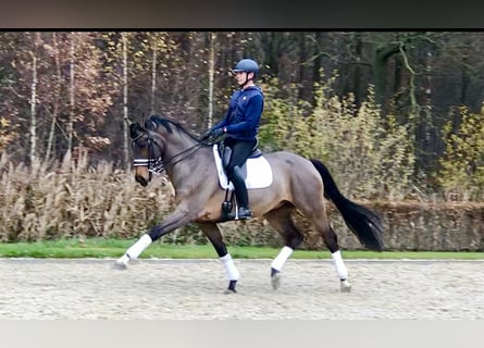 Oldenburgo, Caballo castrado, 12 años, 170 cm, Castaño oscuro