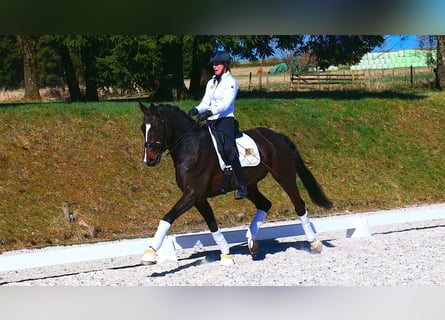 Oldenburgo, Caballo castrado, 12 años, 170 cm, Castaño oscuro
