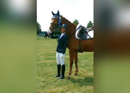 Oldenburgo, Caballo castrado, 12 años, 171 cm, Alazán