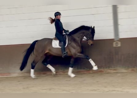 Oldenburgo, Caballo castrado, 12 años, 172 cm, Castaño oscuro