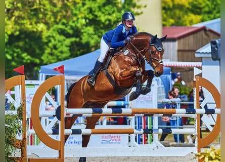 Oldenburgo, Caballo castrado, 12 años, Castaño