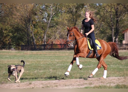 Oldenburgo, Caballo castrado, 13 años, 170 cm, Alazán