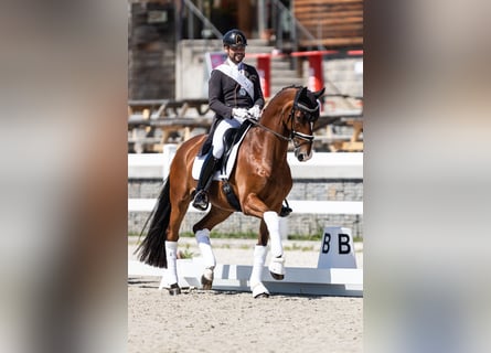 Oldenburgo, Caballo castrado, 13 años, 171 cm, Castaño rojizo