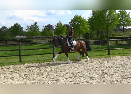 Oldenburgo, Caballo castrado, 13 años, 176 cm, Castaño oscuro