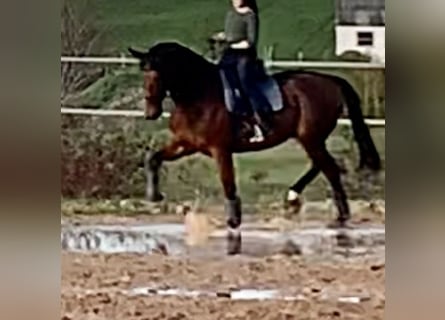 Oldenburgo, Caballo castrado, 13 años, 178 cm, Castaño