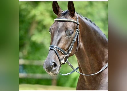 Oldenburgo, Caballo castrado, 14 años, 169 cm, Castaño oscuro