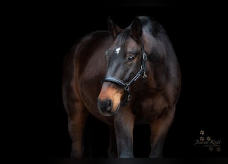 Oldenburgo, Caballo castrado, 14 años, 170 cm, Castaño oscuro