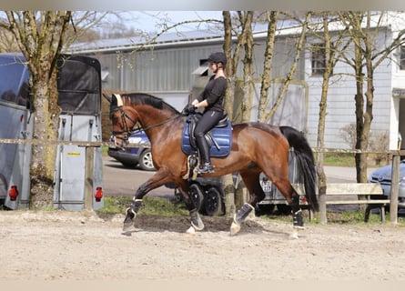 Oldenburgo, Caballo castrado, 14 años, 172 cm, Castaño