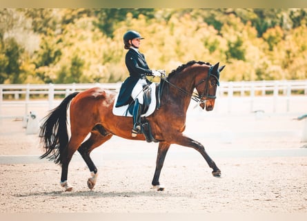 Oldenburgo, Caballo castrado, 15 años, 168 cm, Castaño oscuro