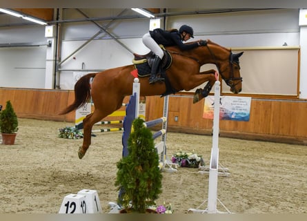 Oldenburgo, Caballo castrado, 15 años, 170 cm, Alazán-tostado