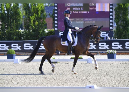 Oldenburgo, Caballo castrado, 15 años, 170 cm, Castaño rojizo