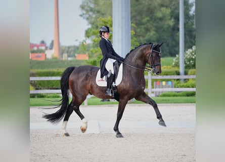Oldenburgo, Caballo castrado, 15 años, 171 cm, Castaño oscuro
