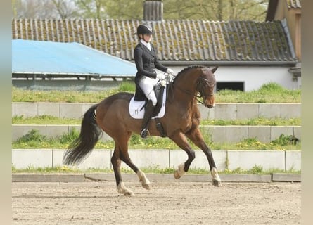 Oldenburgo, Caballo castrado, 16 años, 168 cm, Castaño