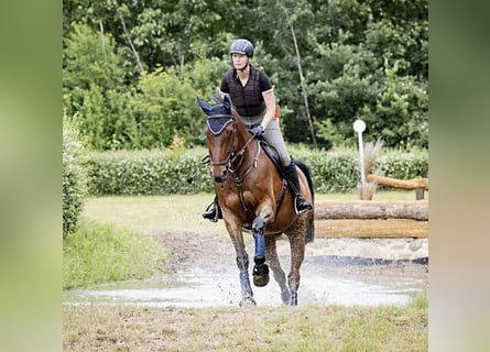 Oldenburgo, Caballo castrado, 16 años, 170 cm, Castaño