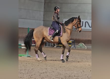 Oldenburgo, Caballo castrado, 17 años, 178 cm, Castaño