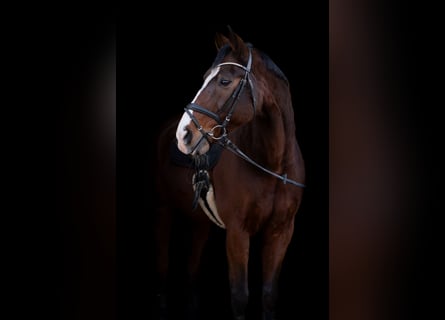 Oldenburgo, Caballo castrado, 18 años, 174 cm, Castaño