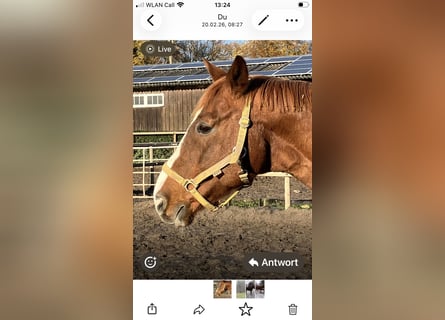 Oldenburgo, Caballo castrado, 19 años, 164 cm, Alazán