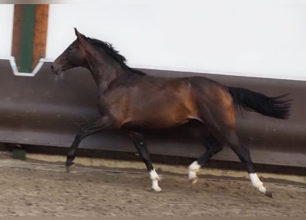 Oldenburgo, Caballo castrado, 1 año, 173 cm, Castaño oscuro