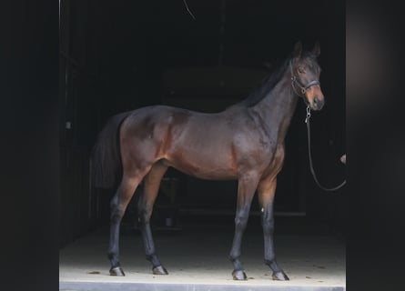 Oldenburgo, Caballo castrado, 1 año