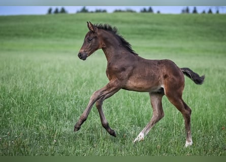 Oldenburgo, Caballo castrado, 1 año, Castaño oscuro