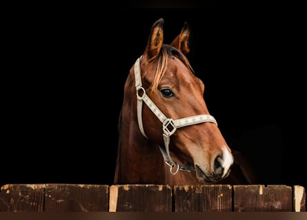 Oldenburgo, Caballo castrado, 2 años, 160 cm, Castaño rojizo