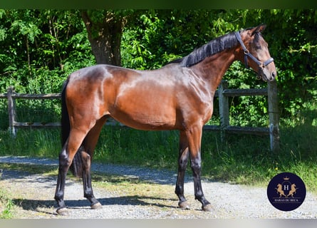 Oldenburgo, Caballo castrado, 2 años, 162 cm, Castaño oscuro