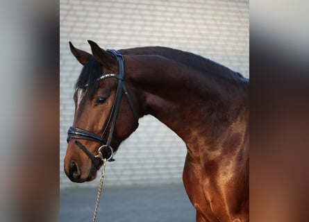 Oldenburgo, Caballo castrado, 2 años, 164 cm, Castaño